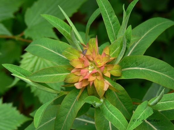 Bois des Moutiers (92) Mai 2012